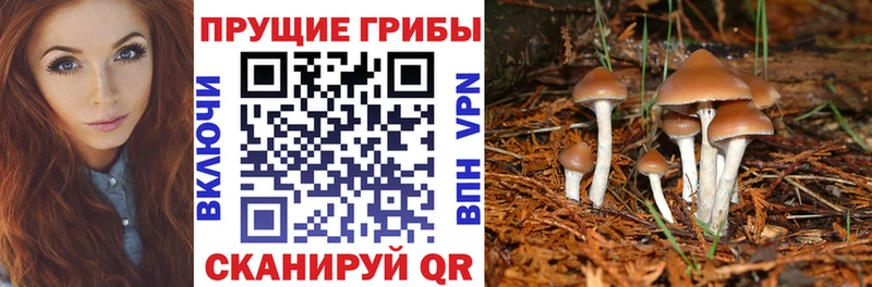 Галлюциногенные грибы прущие грибы  Сясьстрой 